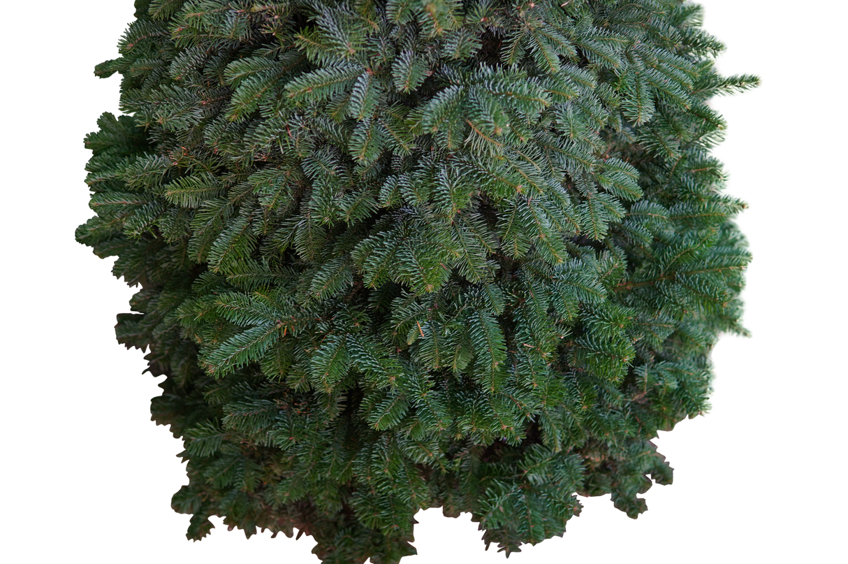 Noble Fir Christmas Tree 3-4FT - Table Top (USA No.1 Grade)
