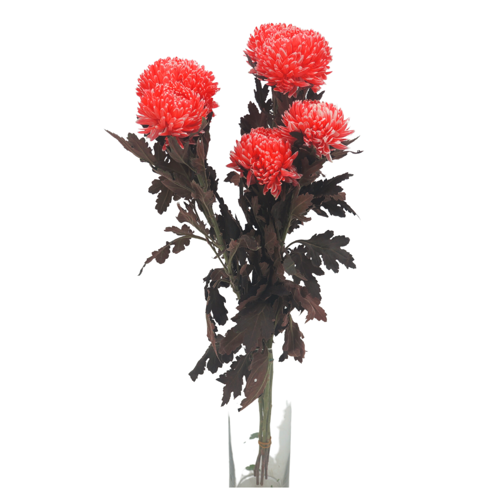 Chrysanthemum Sunlight Dye Colour (Malaysia)