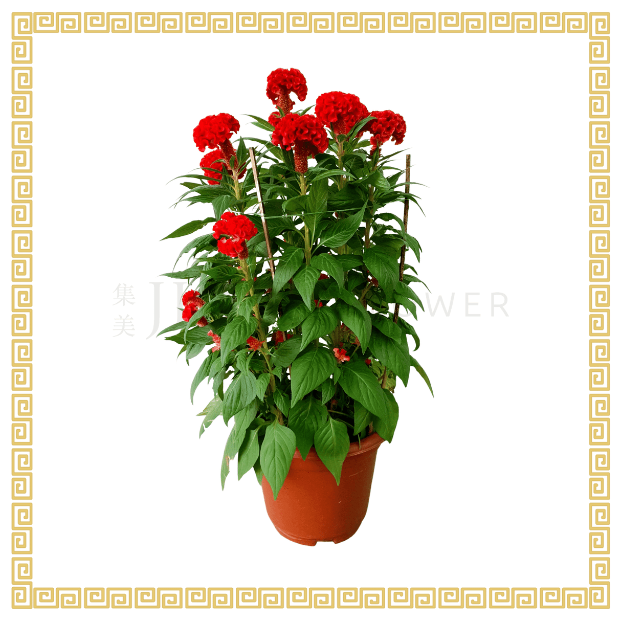 Cockcomb 鸡冠花 No.3