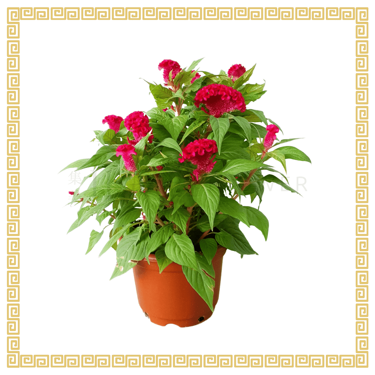 Cockcomb 鸡冠花 No.5