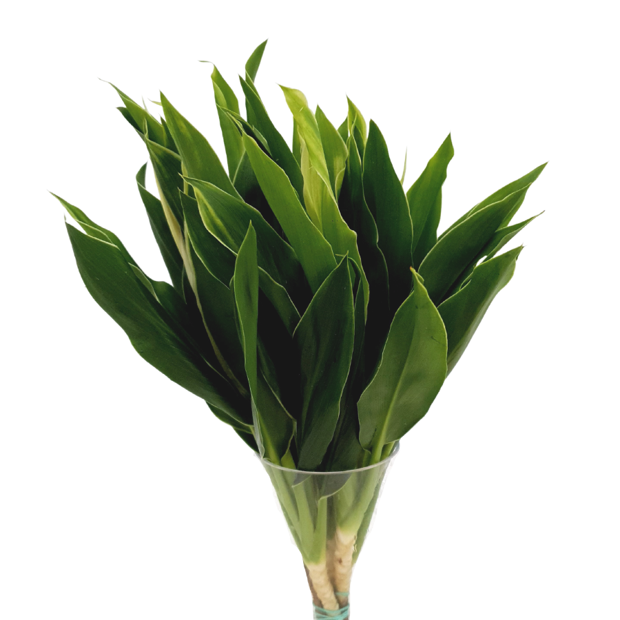 Cordyline White Bamboo (Malaysia)