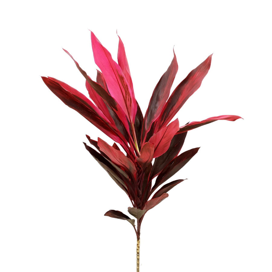 Cordyline Red (Malaysia)