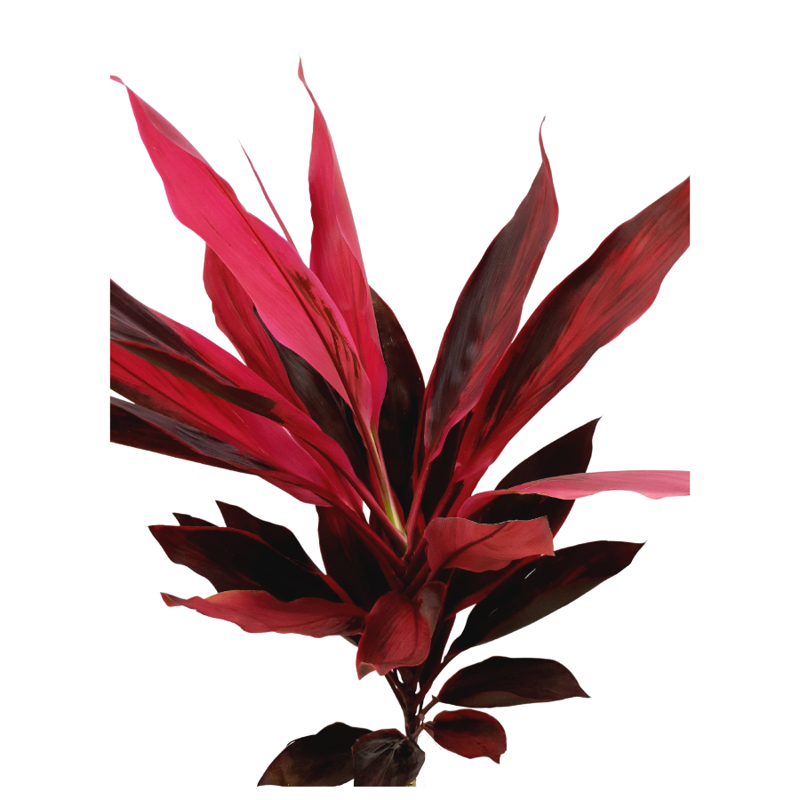 Cordyline Red (Malaysia)