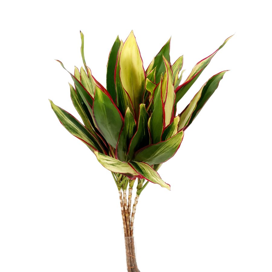 Cordyline Tri Color (Malaysia)