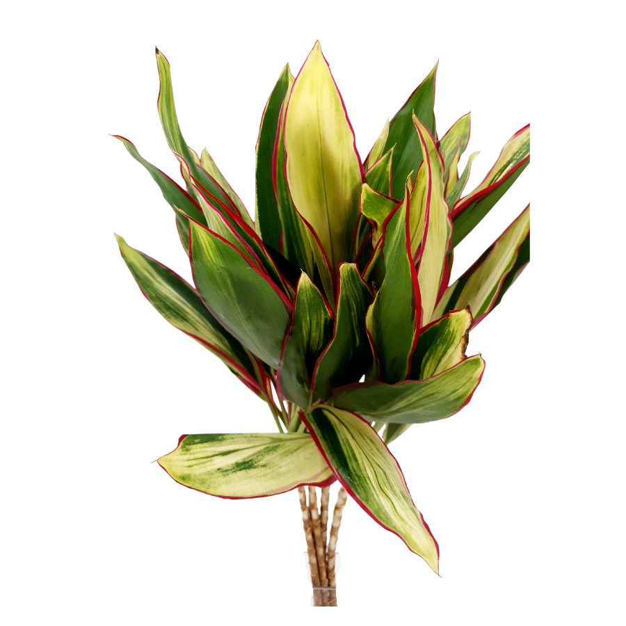 Cordyline Tri Color (Malaysia)