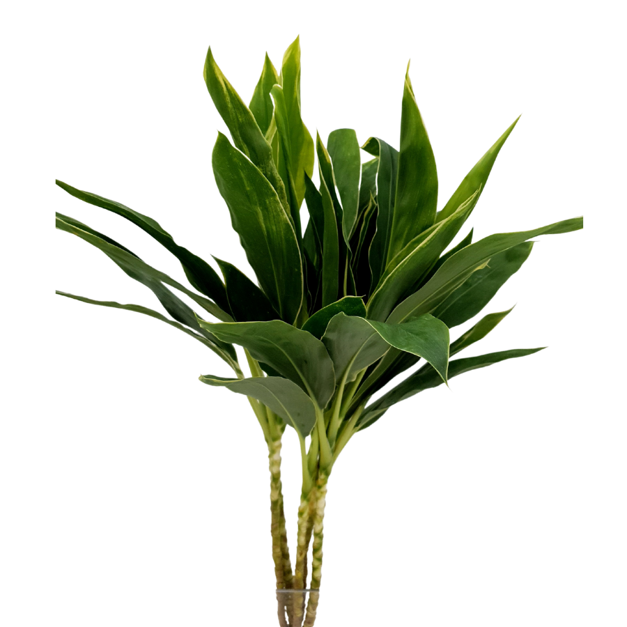 Cordyline White Bamboo (Malaysia)