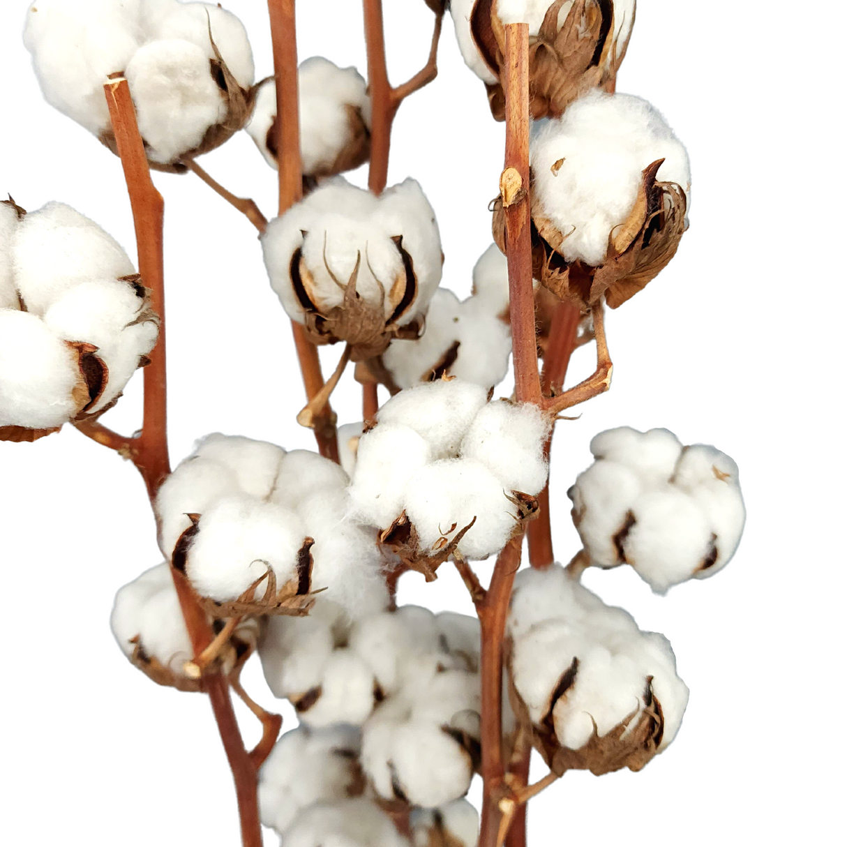 Cotton Flower (Israel)