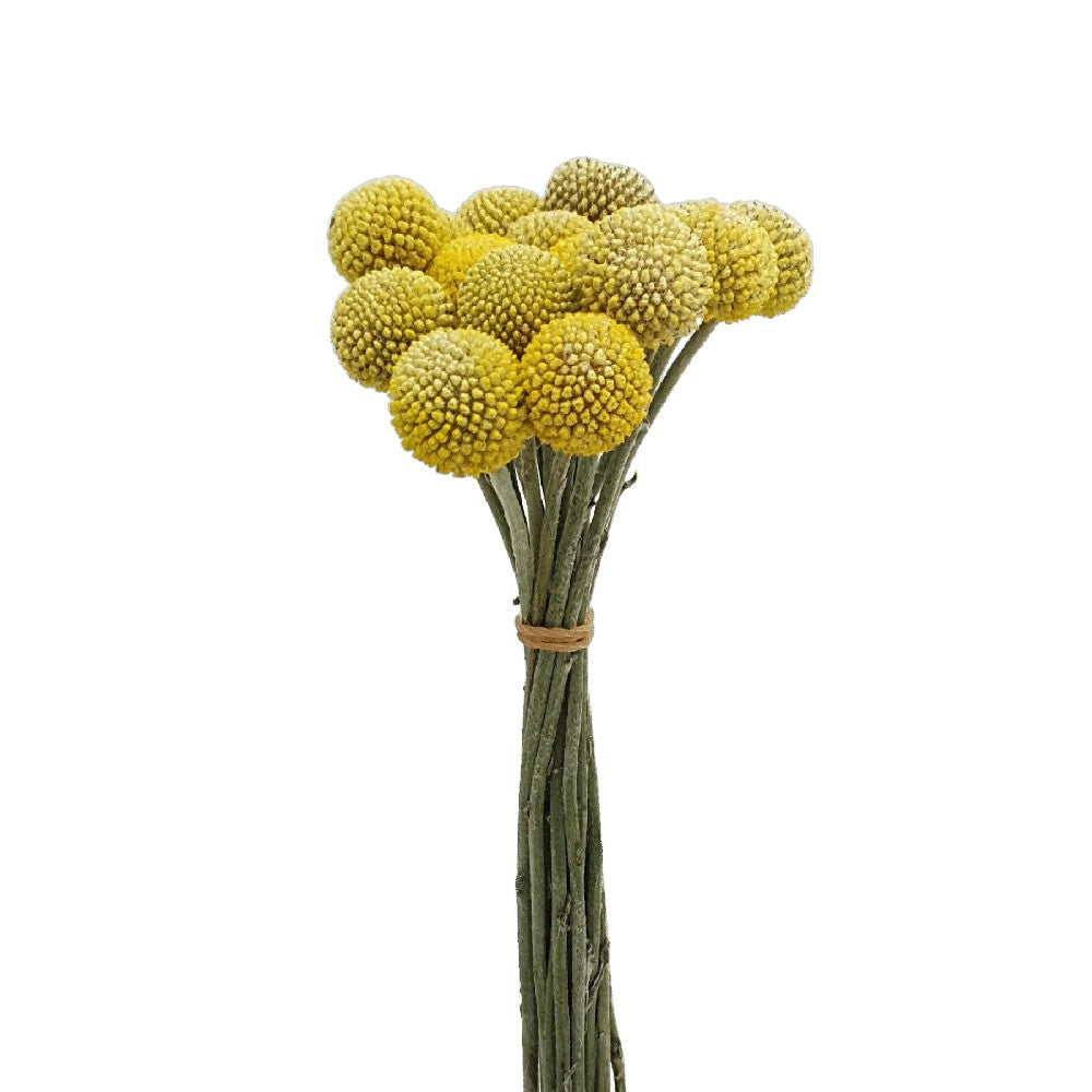 Craspedia Yellow (China)