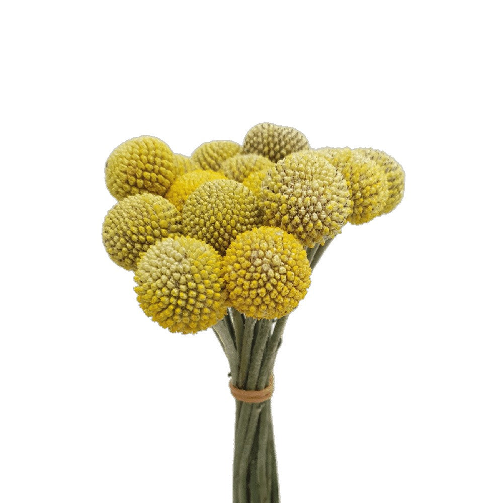 Craspedia Yellow (China)