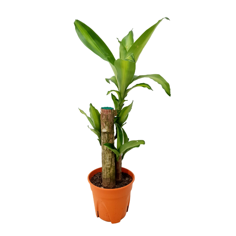Dracaena Fragrans (Iron Tree) Plant 15cm Pot