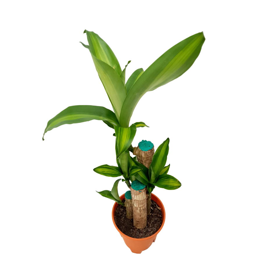Dracaena Fragrans (Iron Tree) Plant 15cm Pot