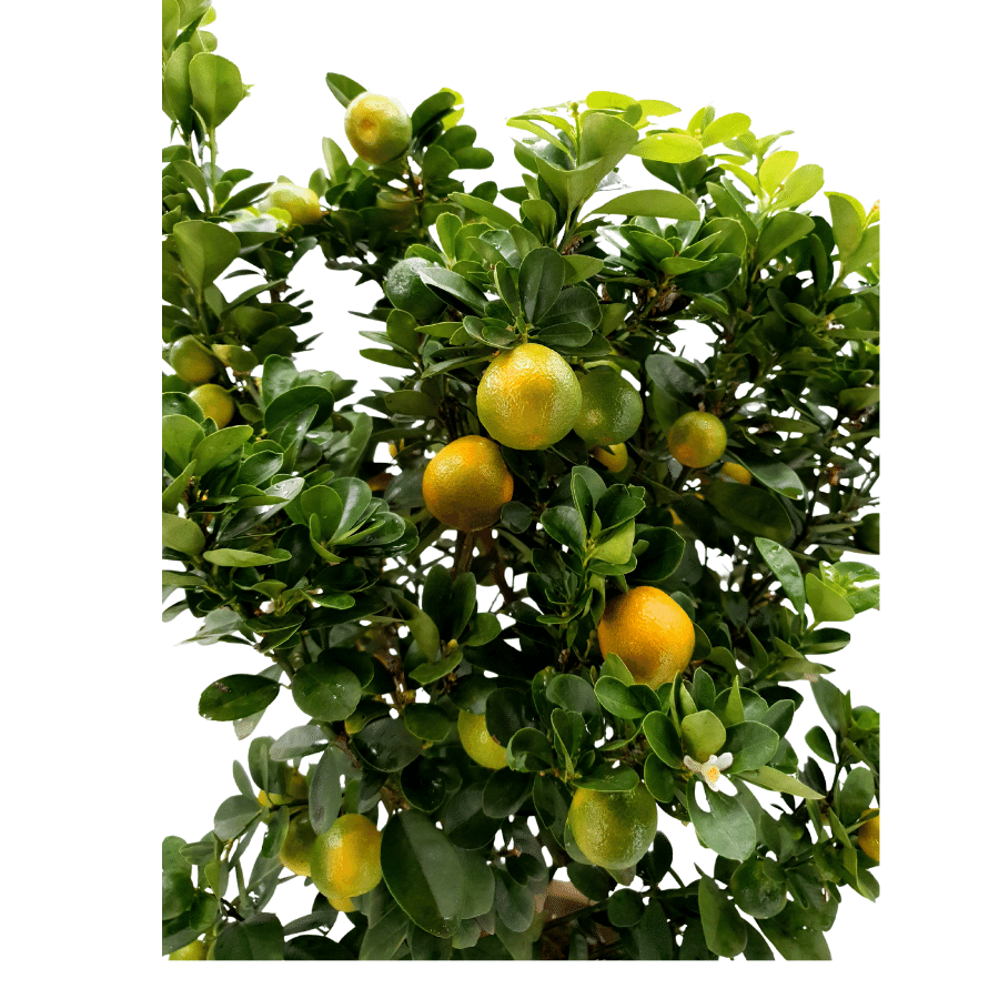 Dragon Mandarin Orange 龙胆桔 (No.2)