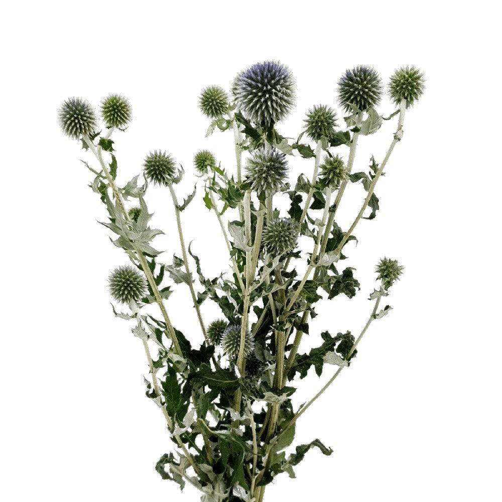 Echinops (China)