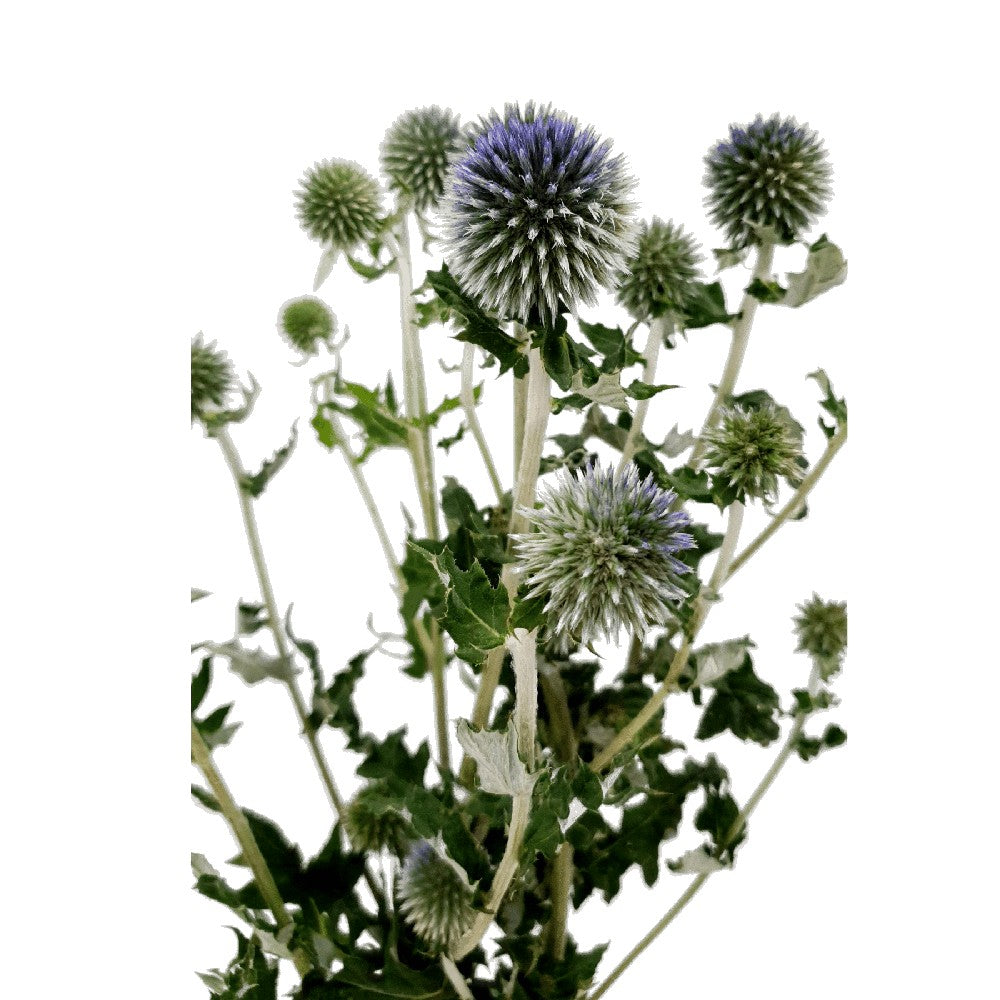 Echinops (China)