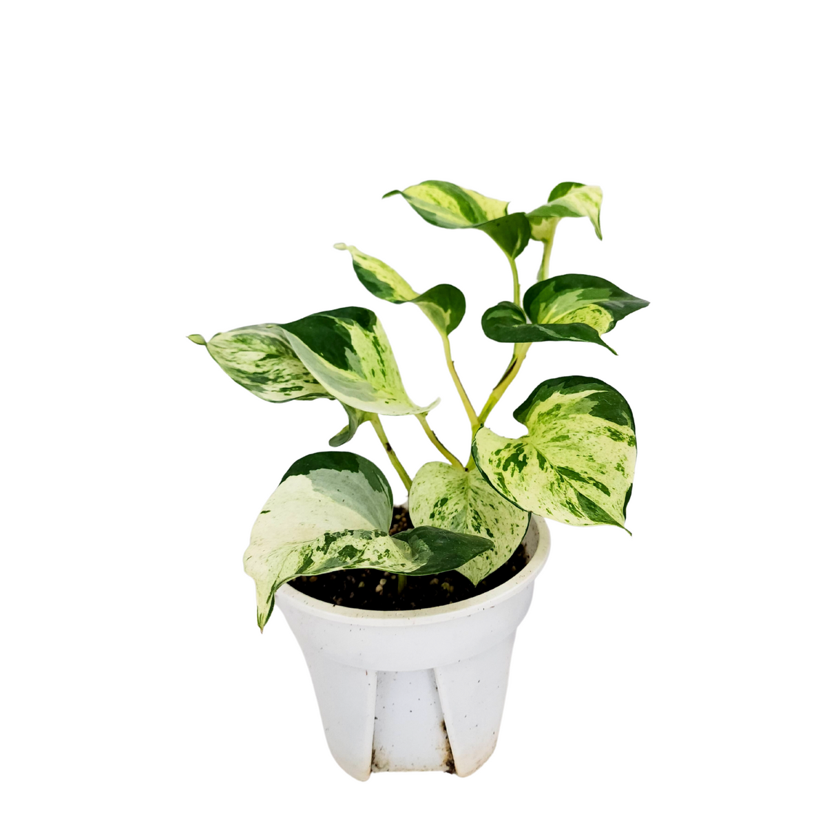 Epipremnum Majula 15cm