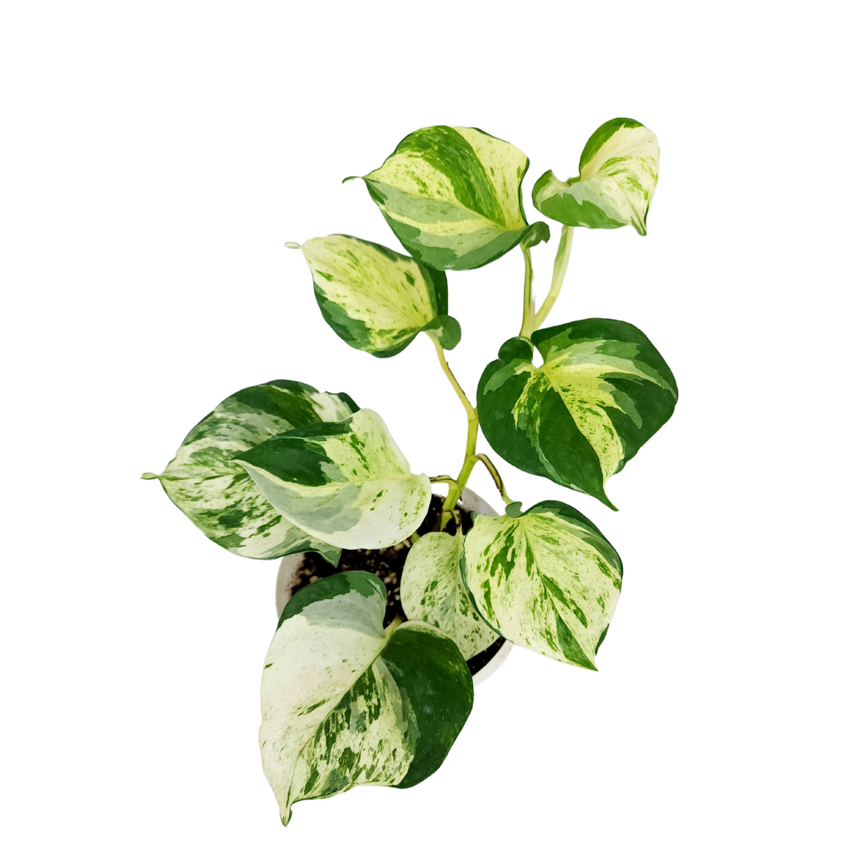 Epipremnum Majula 15cm