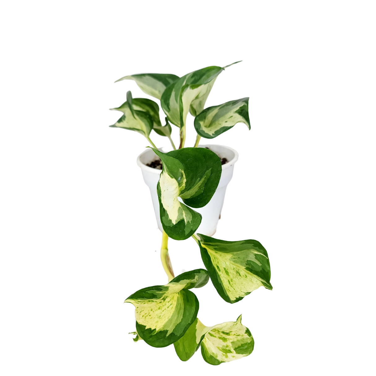 Epipremnum Majula 15cm