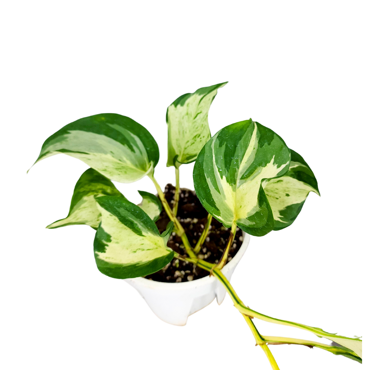 Epipremnum Majula 15cm