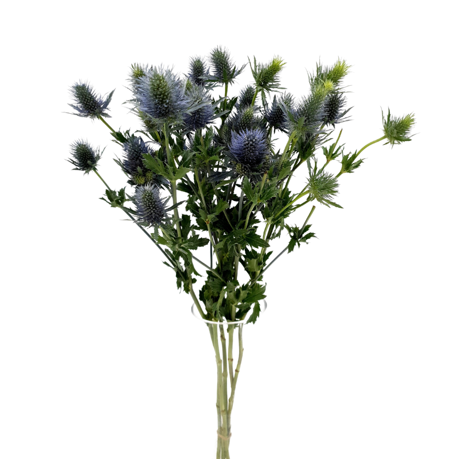Eryngium Supernova (Holland)