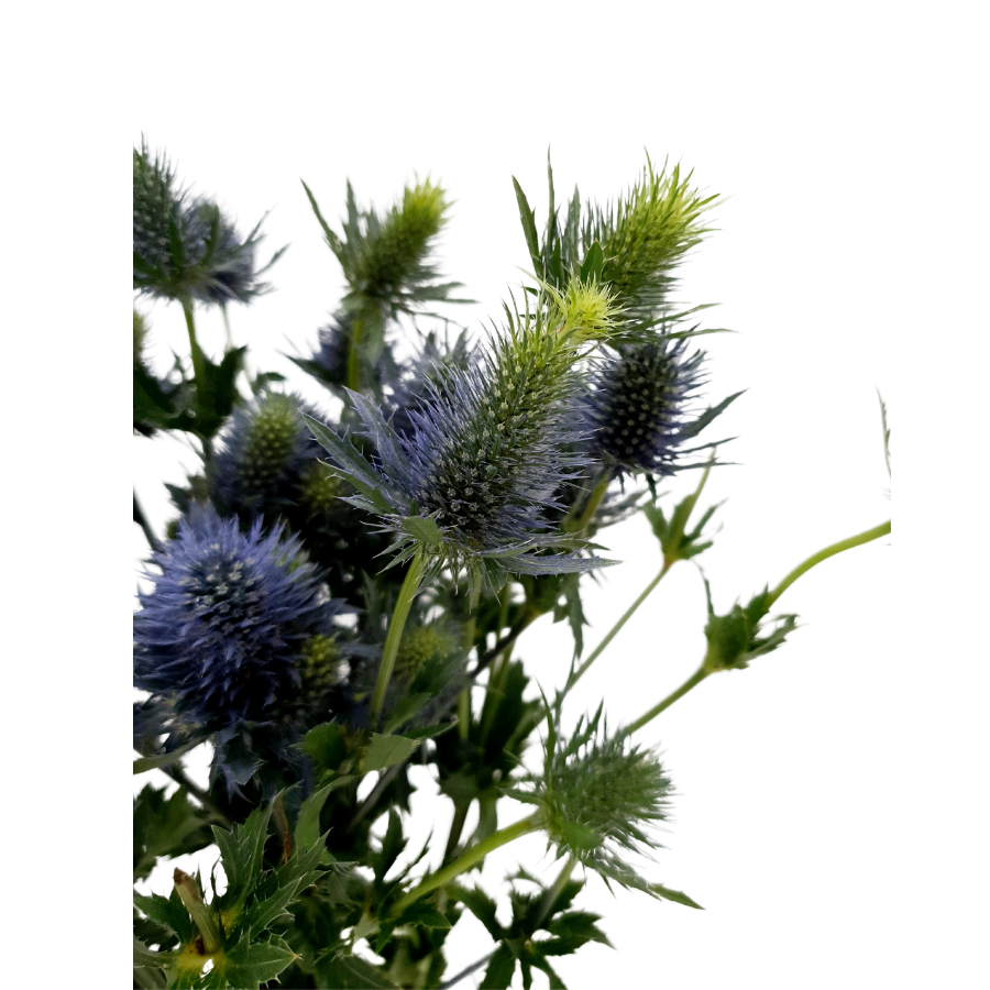 Eryngium Supernova (Holland)