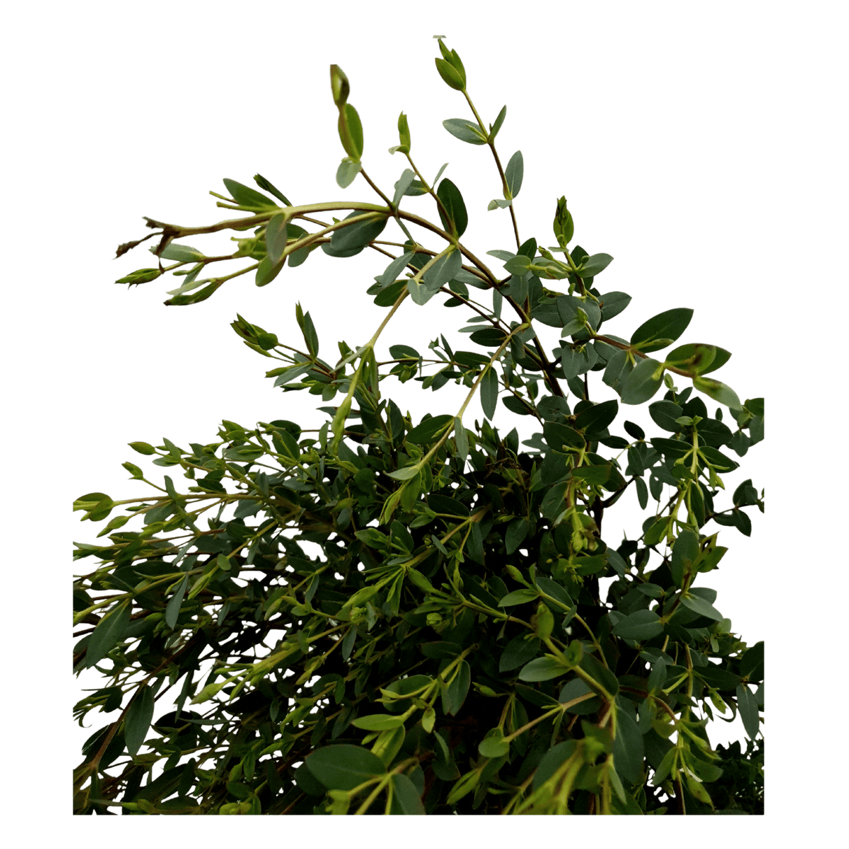 Eucalyptus Parvifolia (China)