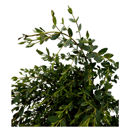 Eucalyptus Parvifolia (China/Holland)