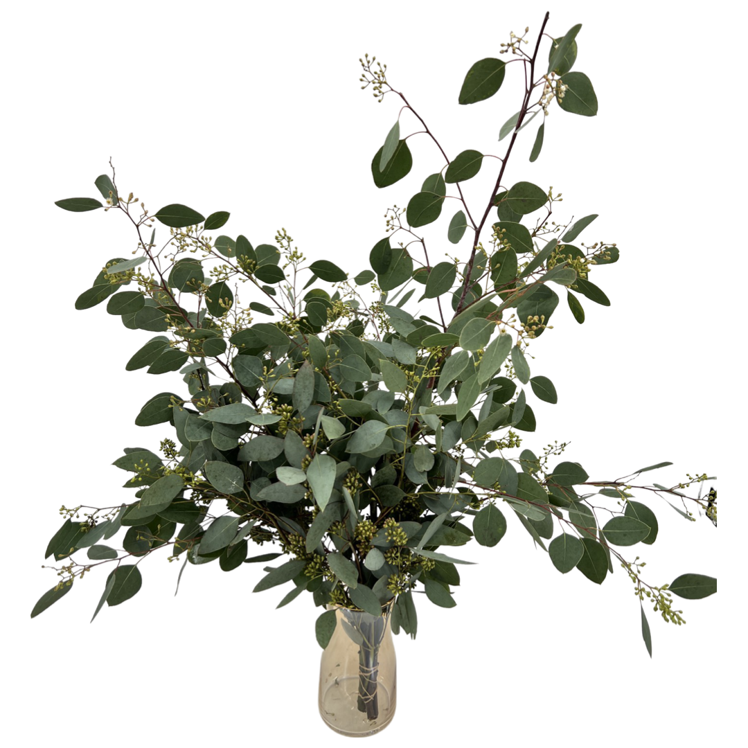 Eucalyptus Populus with Berry (China/Holland)