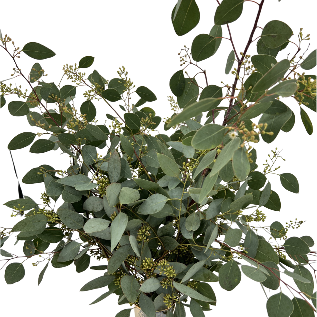 Eucalyptus Populus with Berry (China/Holland)