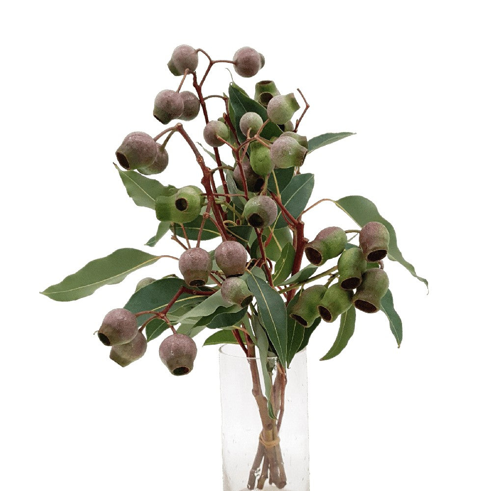 Eucalyptus Robusta (South Africa)