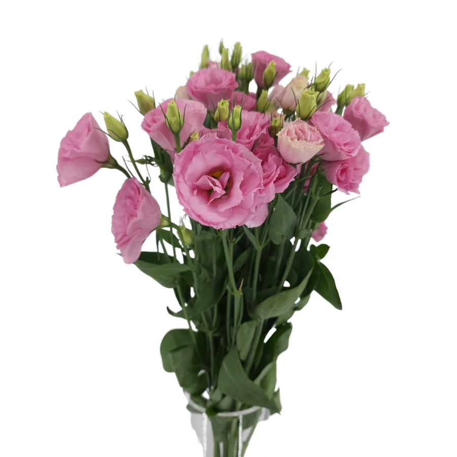 Pink garden rose flower bouquet.