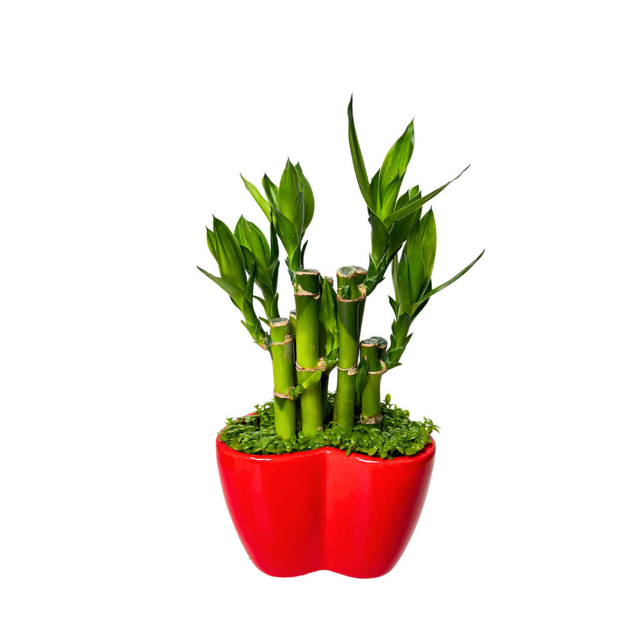 Prosperity Plant - Assorted Design