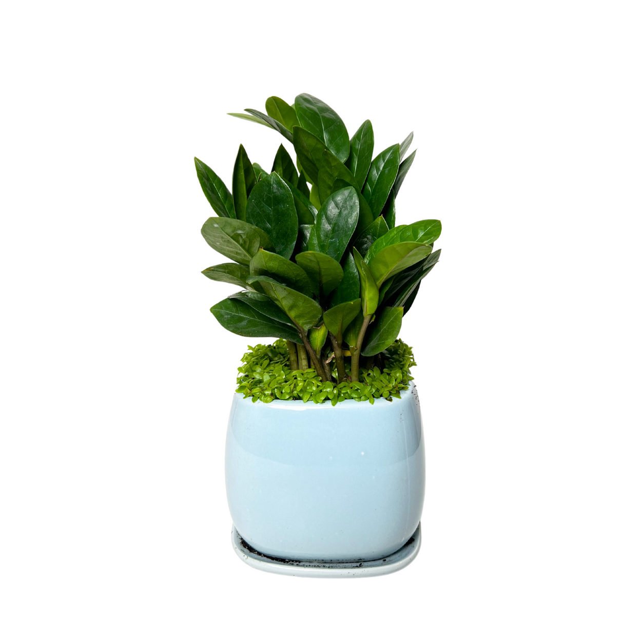 Prosperity Plant - Assorted Design