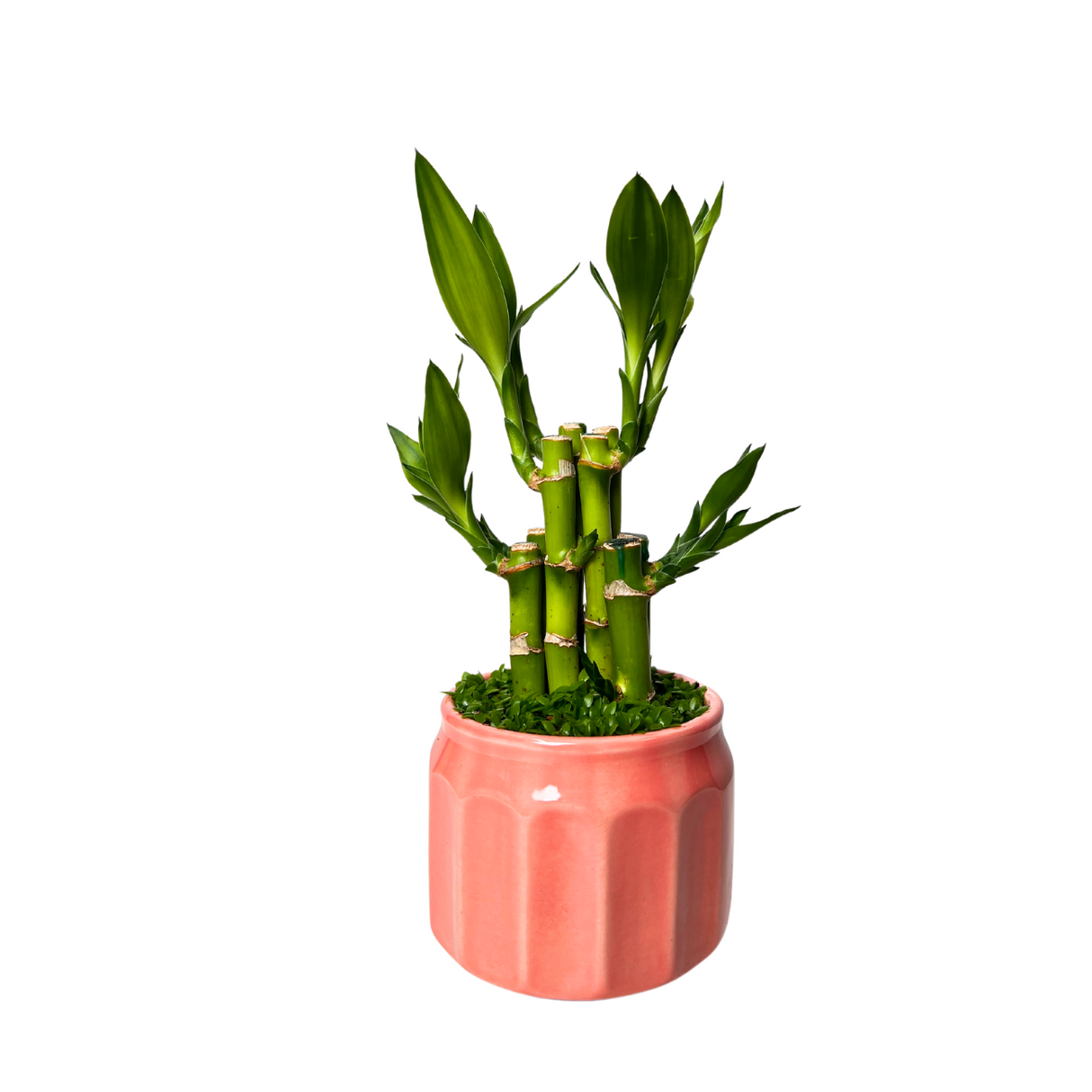 Prosperity Plant - Assorted Design