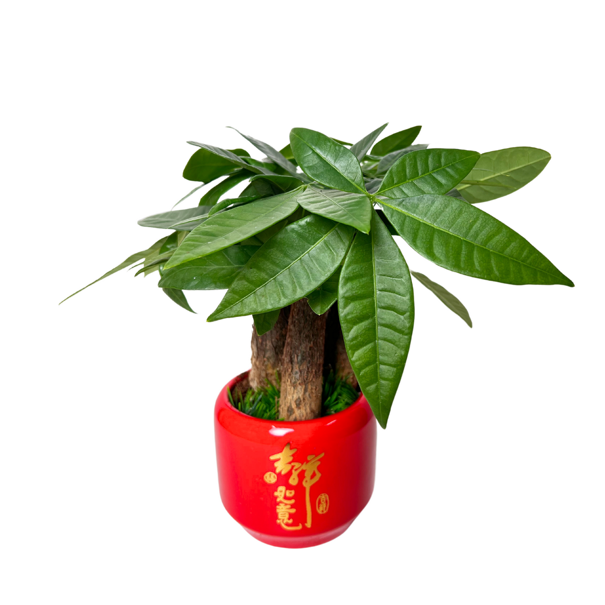 Prosperity Plant - Assorted Design