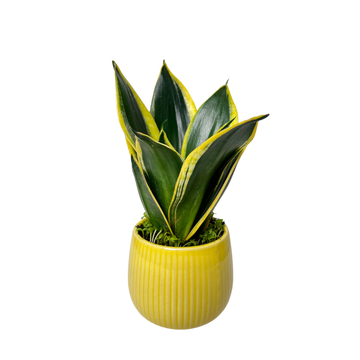 Prosperity Plant - Assorted Design