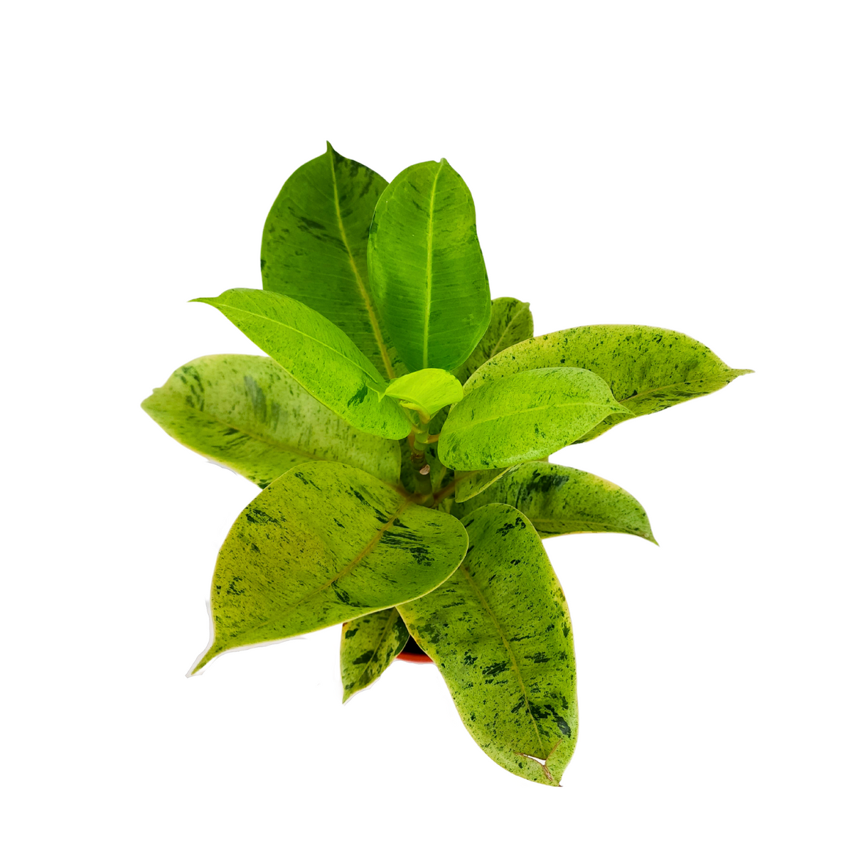 Ficus Elastica Variegata