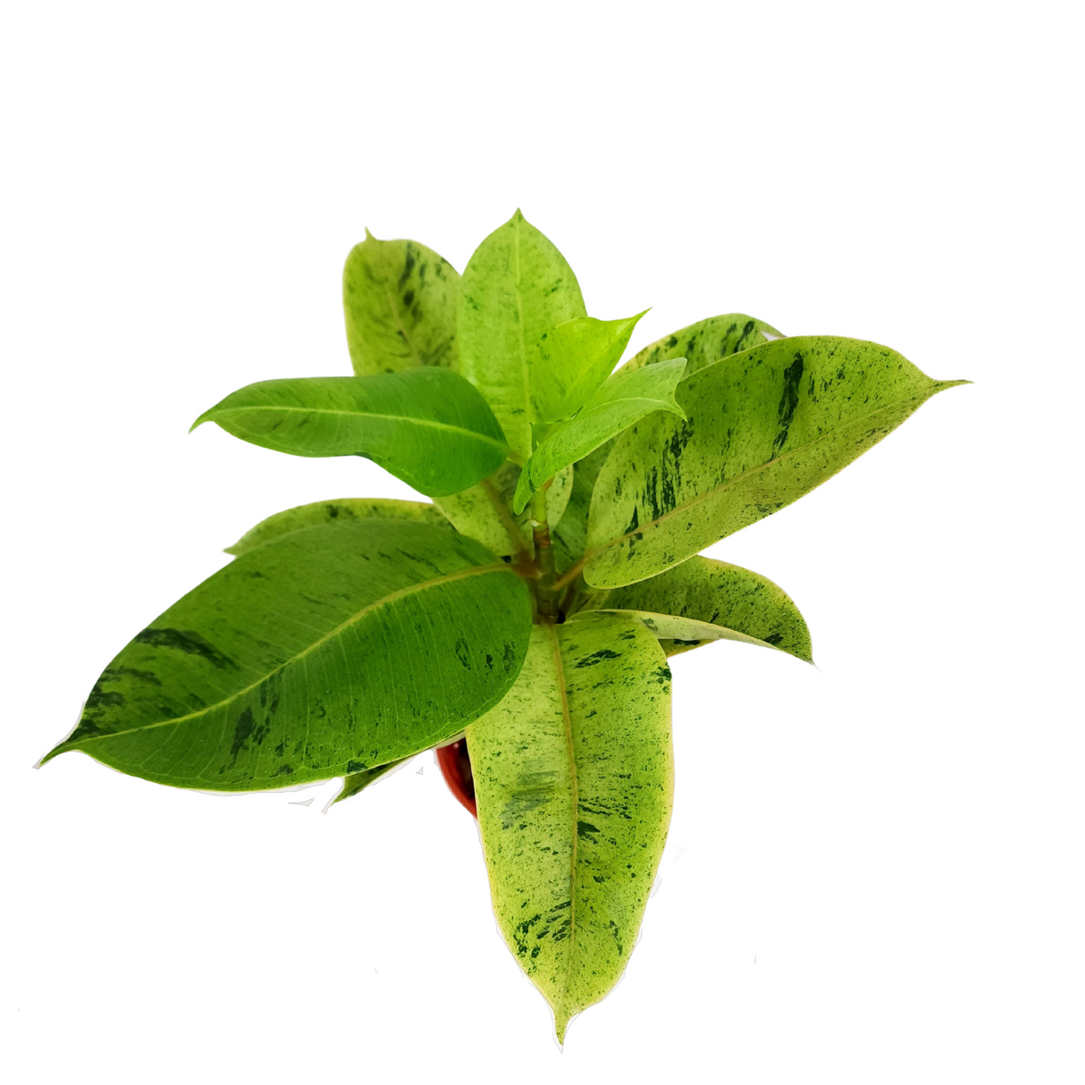 Ficus Elastica Variegata