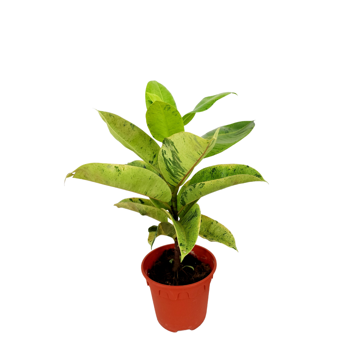 Ficus Elastica Variegata