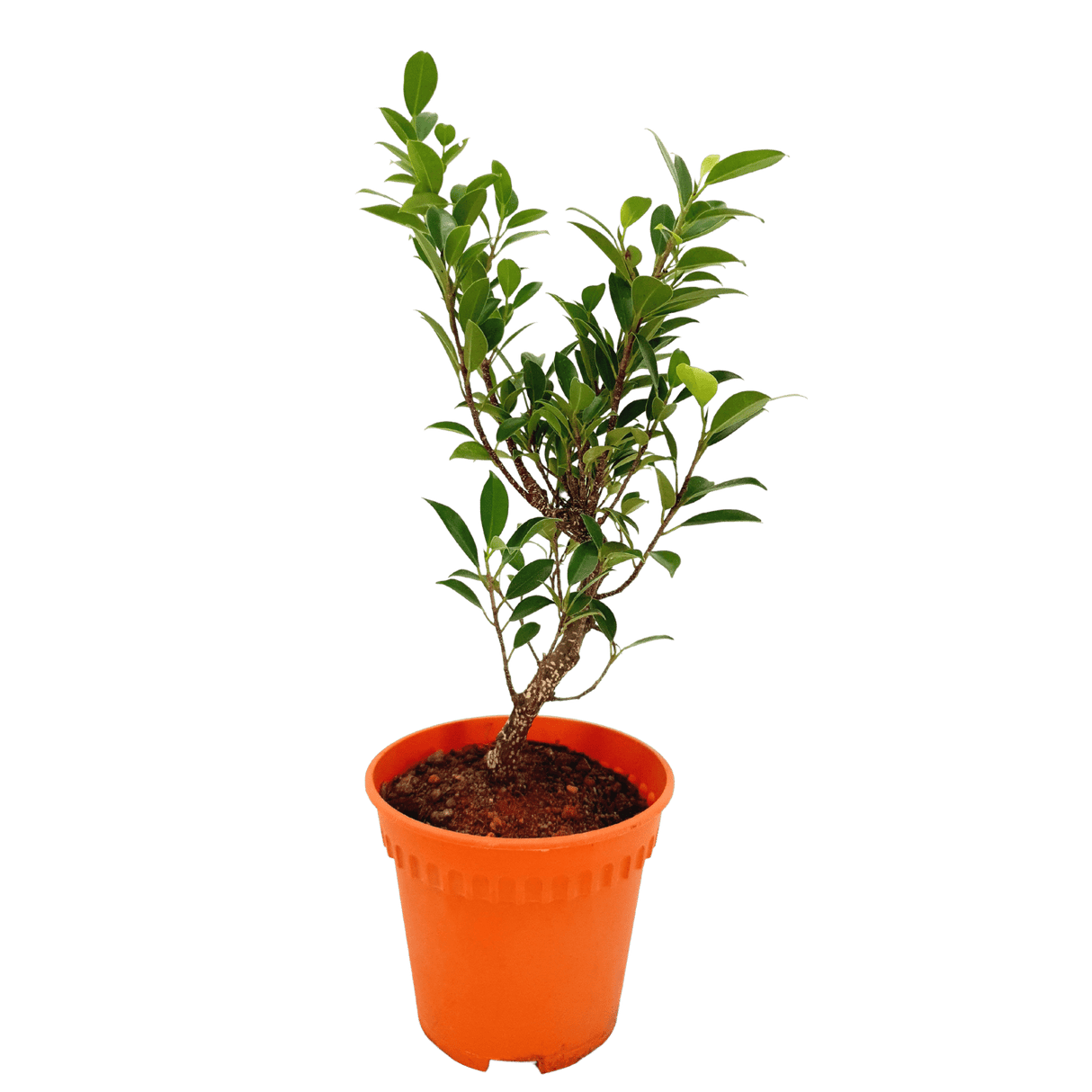 Ficus Retusa Bonsai (Unpotted)