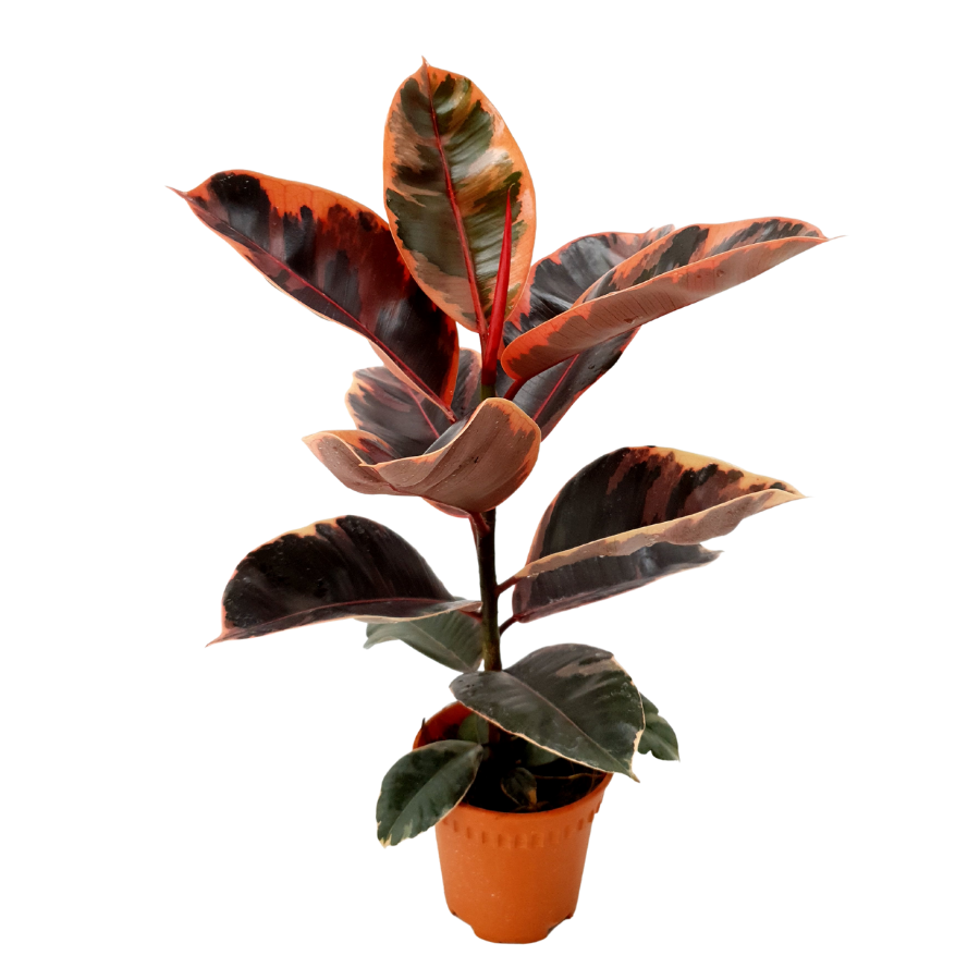 Ficus Elastica (15cm)