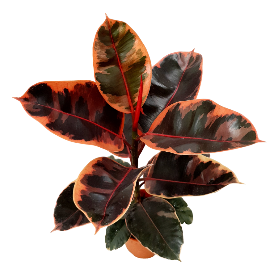 Ficus Elastica (15cm)