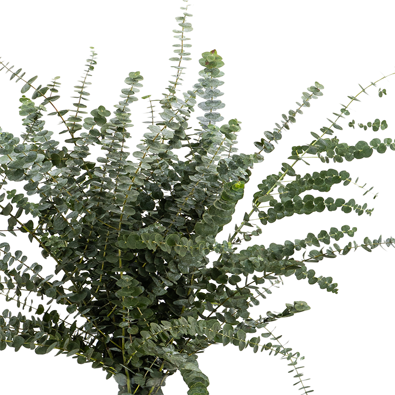 Eucalyptus Baby Blue (China)