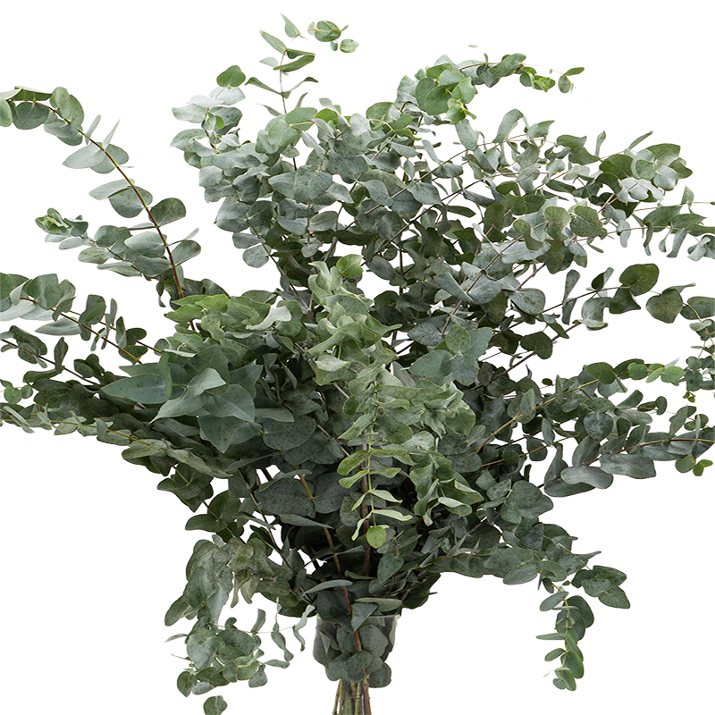 Eucalyptus Cinera (China)