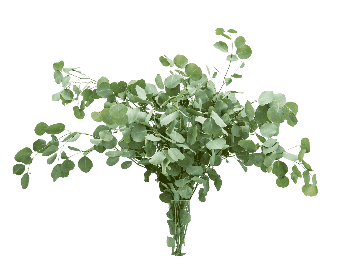 Eucalyptus Populus (China)