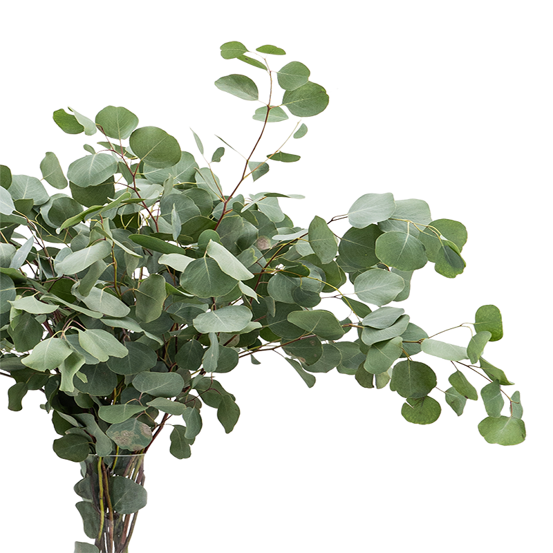 Eucalyptus Populus (China)