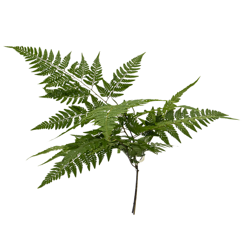 Johor Fern (Malaysia)