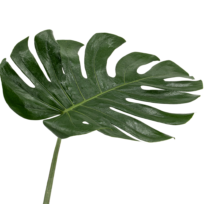 Monstera Leaf L Size (Malaysia)