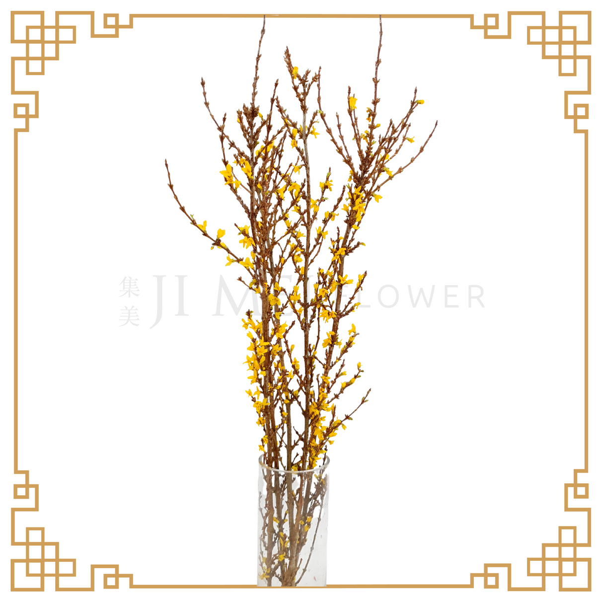 Forsythia 迎春花 90cm
