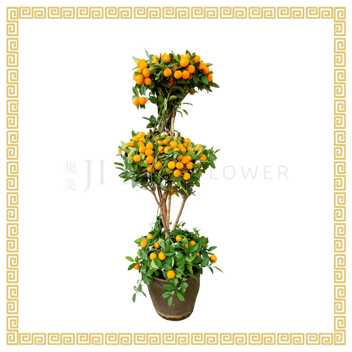 Four Season Lime 四季桔 3 layer (12 inch)