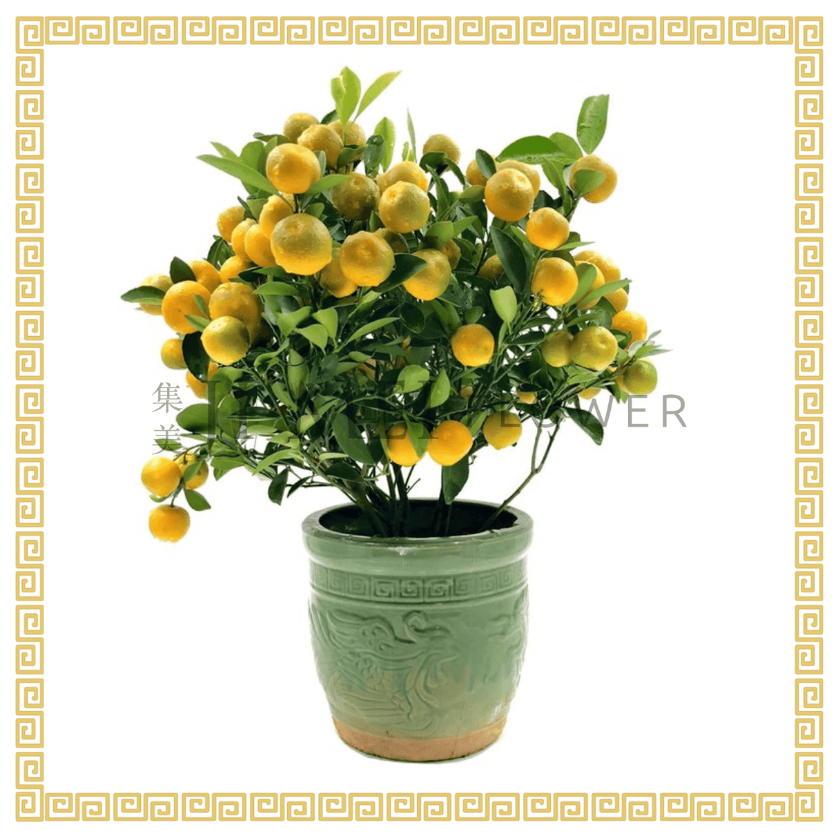 Four Season Lime 四季桔 (8 inch)